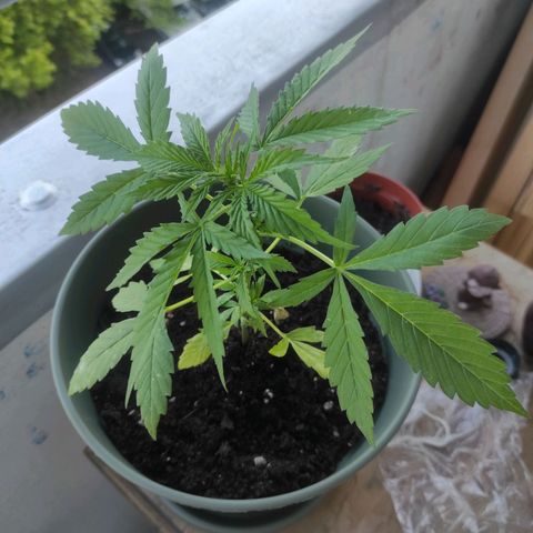 John Sick growlog timeline photo