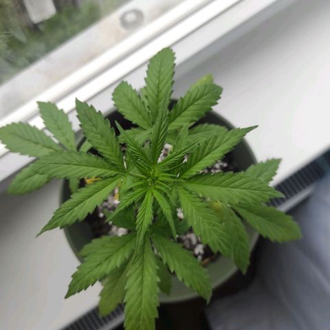 John Sick growlog timeline photo