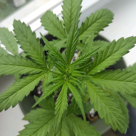 John Sick growlog timeline photo