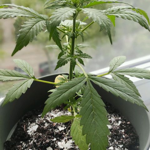 John Sick growlog timeline photo