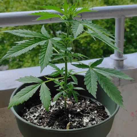 John Sick growlog timeline photo