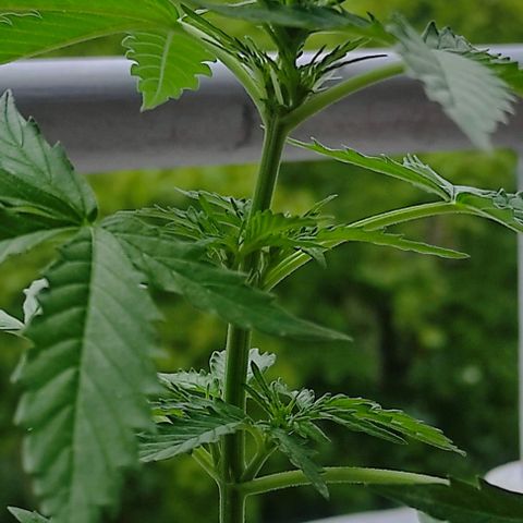 John Sick growlog timeline photo