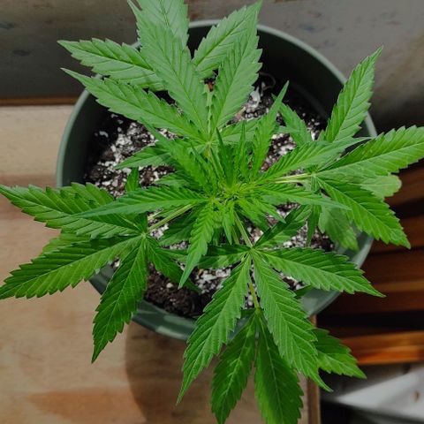 John Sick growlog timeline photo