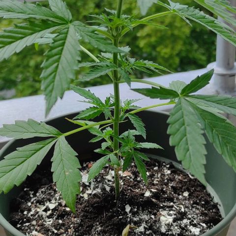 John Sick growlog timeline photo