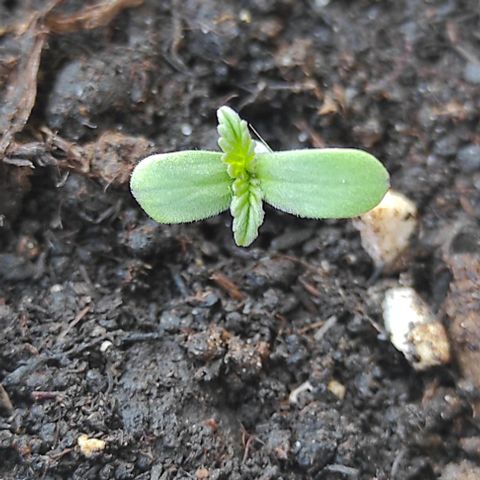 Queen Crow growlog timeline photo