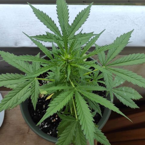 John Sick growlog timeline photo