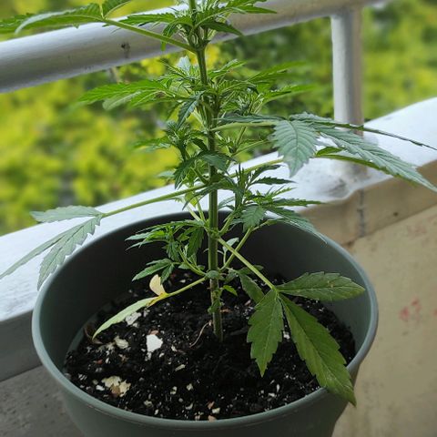 John Sick growlog timeline photo