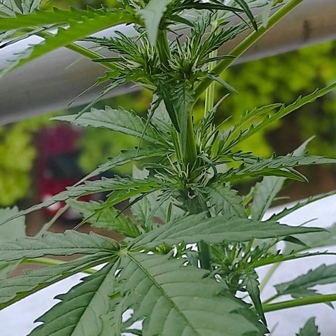 John Sick growlog timeline photo