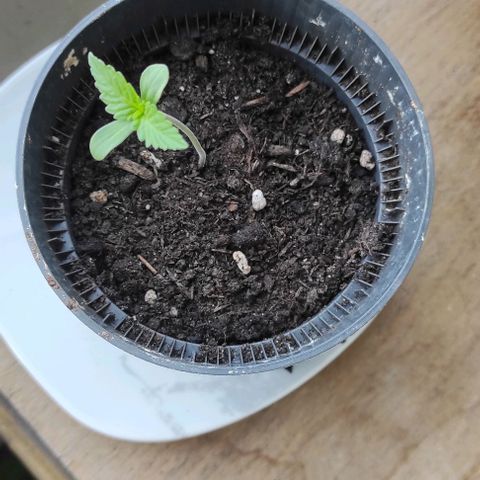 Queen Crow growlog timeline photo