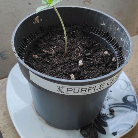 Queen Crow growlog timeline photo