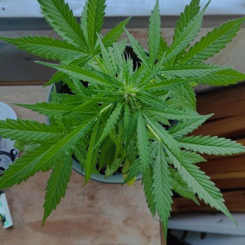 John Sick growlog timeline photo