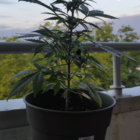 John Sick growlog timeline photo