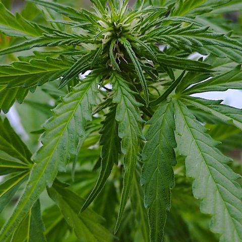 John Sick growlog timeline photo