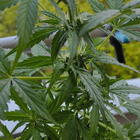 John Sick growlog timeline photo