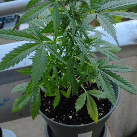 John Sick growlog timeline photo