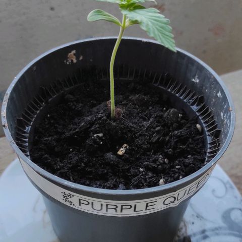 Queen Crow growlog timeline photo