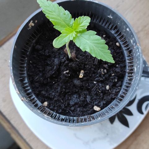 Queen Crow growlog timeline photo