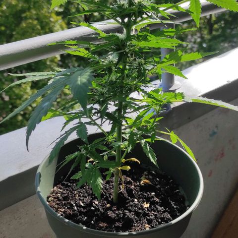 John Sick growlog timeline photo