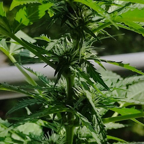 John Sick growlog timeline photo