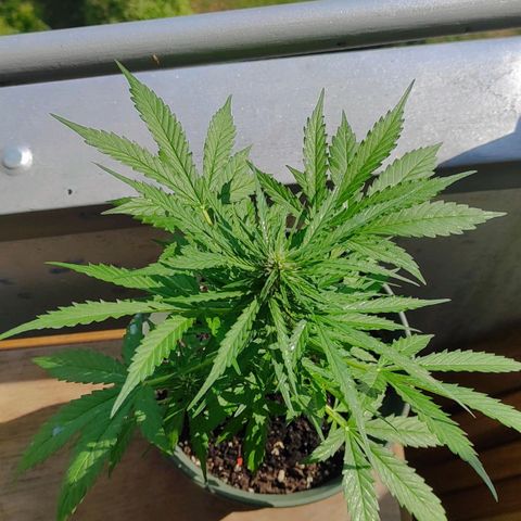 John Sick growlog timeline photo