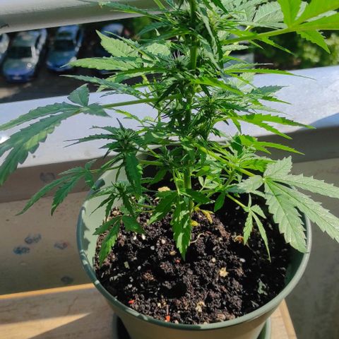 John Sick growlog timeline photo