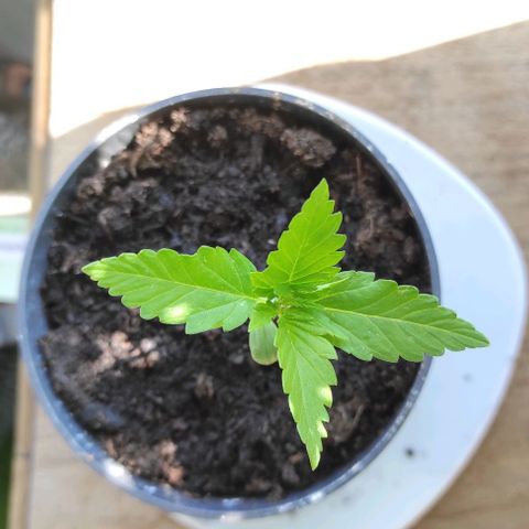 Queen Crow growlog timeline photo