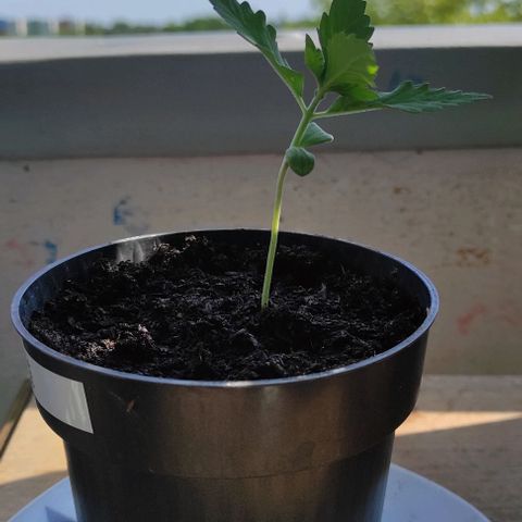 Queen Crow growlog timeline photo