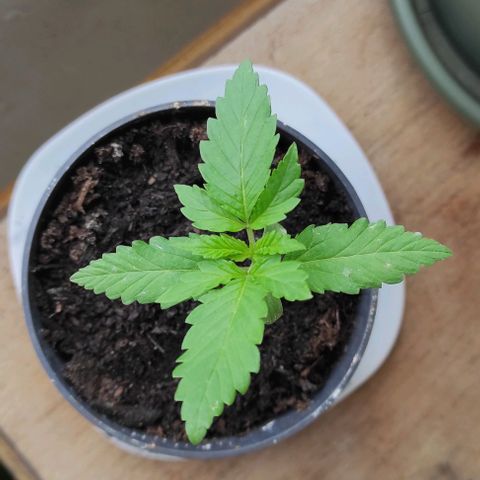 Queen Crow growlog photo: Mehltau auf dem ersten Blatt...