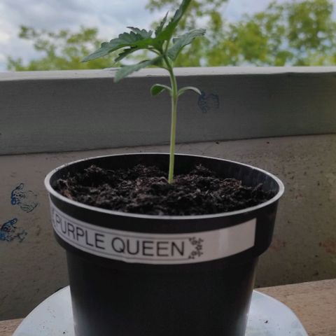 Queen Crow growlog photo: Mehltau auf dem ersten Blatt...