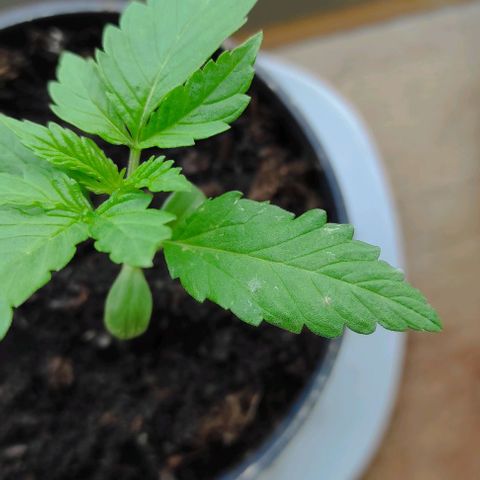 Queen Crow growlog photo: Mehltau auf dem ersten Blatt...