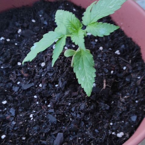 Queen Crow growlog timeline photo