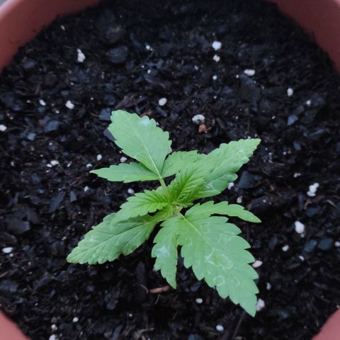 Queen Crow growlog timeline photo