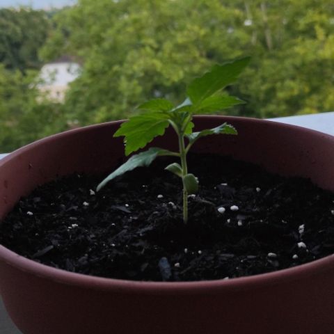 Queen Crow growlog timeline photo
