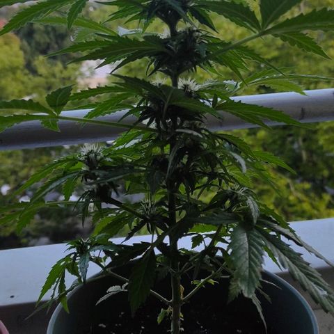 John Sick growlog timeline photo