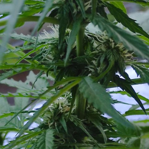 John Sick growlog timeline photo