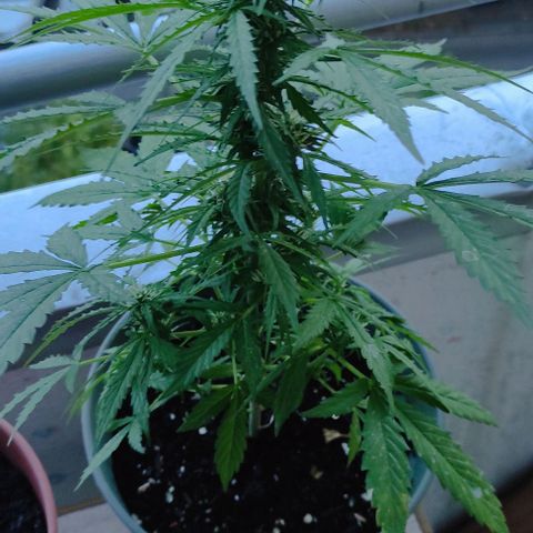 John Sick growlog timeline photo