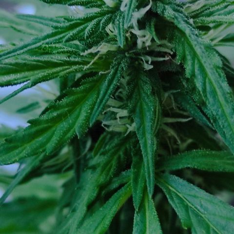 John Sick growlog timeline photo