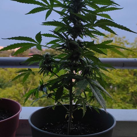 John Sick growlog timeline photo