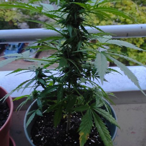 John Sick growlog timeline photo