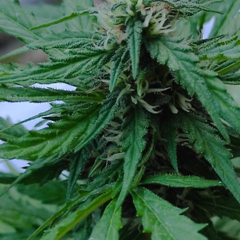 John Sick growlog timeline photo
