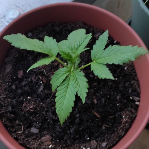 Queen Crow growlog timeline photo