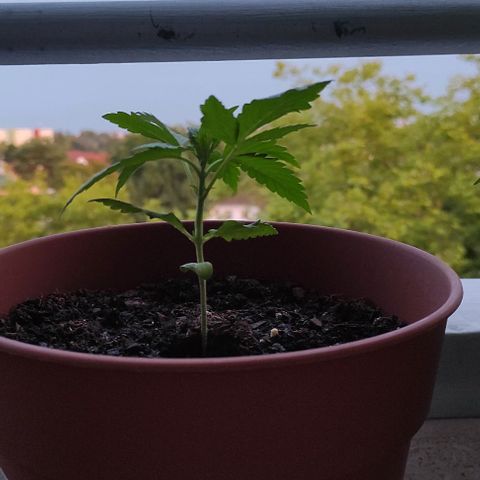 Queen Crow growlog timeline photo