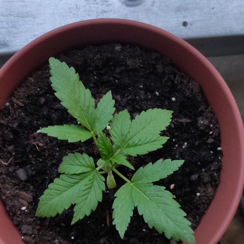 Queen Crow growlog timeline photo