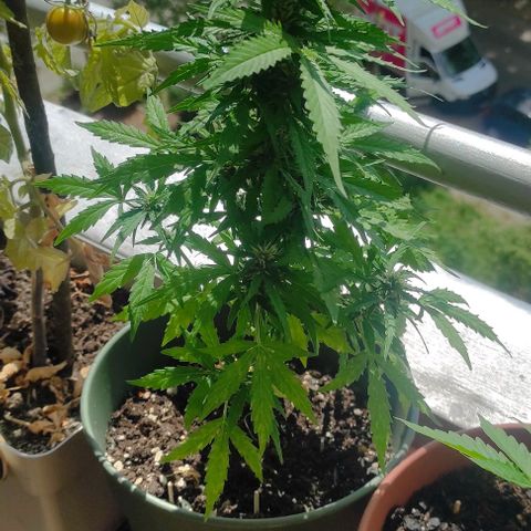 John Sick growlog timeline photo