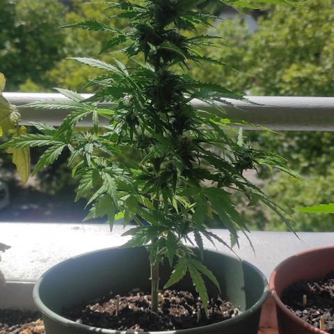 John Sick growlog timeline photo