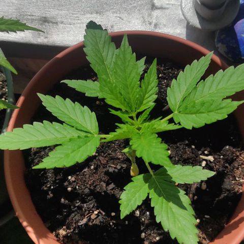 Queen Crow growlog timeline photo