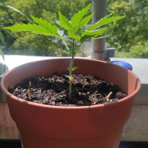 Queen Crow growlog timeline photo