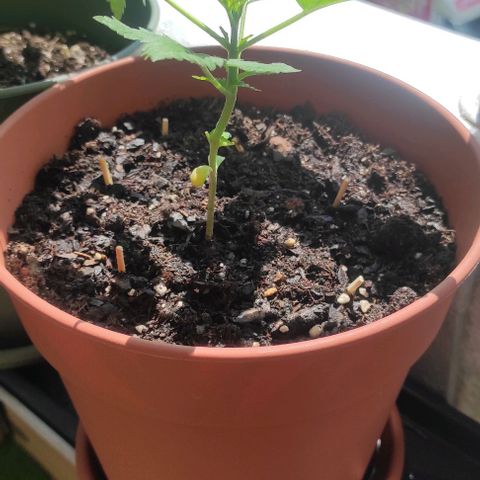 Queen Crow growlog timeline photo