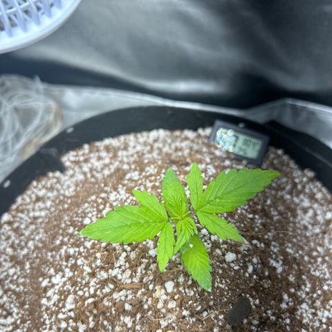 Zkittlez Auto #4 growlog timeline photo