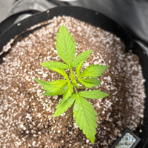 Zkittlez Auto #4 growlog timeline photo